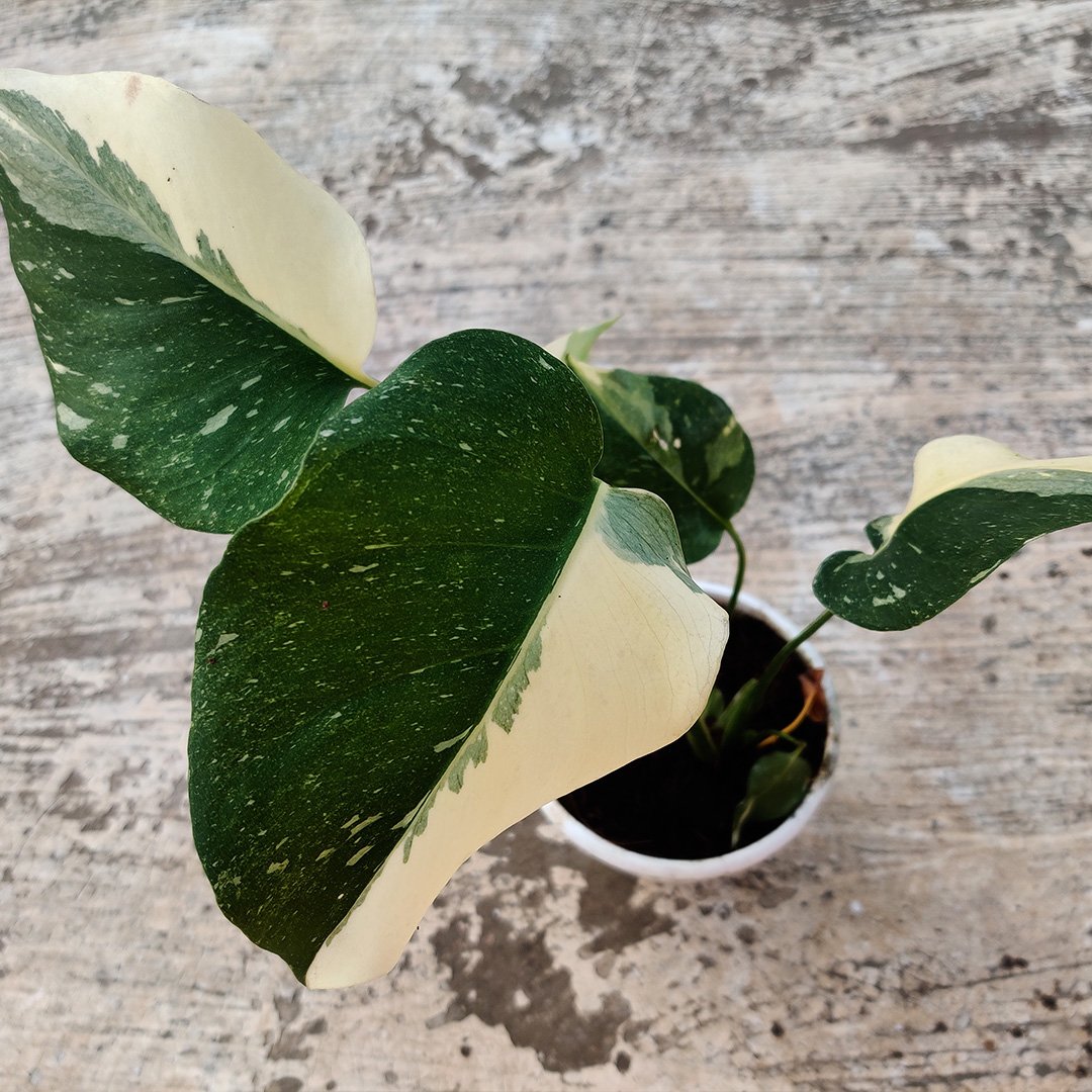 Monstera Thai Constellation